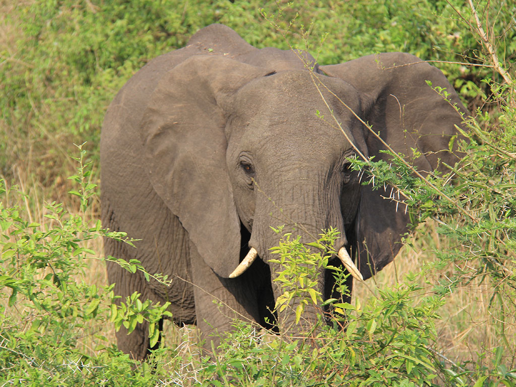 18-Day Primate trekking, Wildlife, and Adventure Safari Uganda gallery image