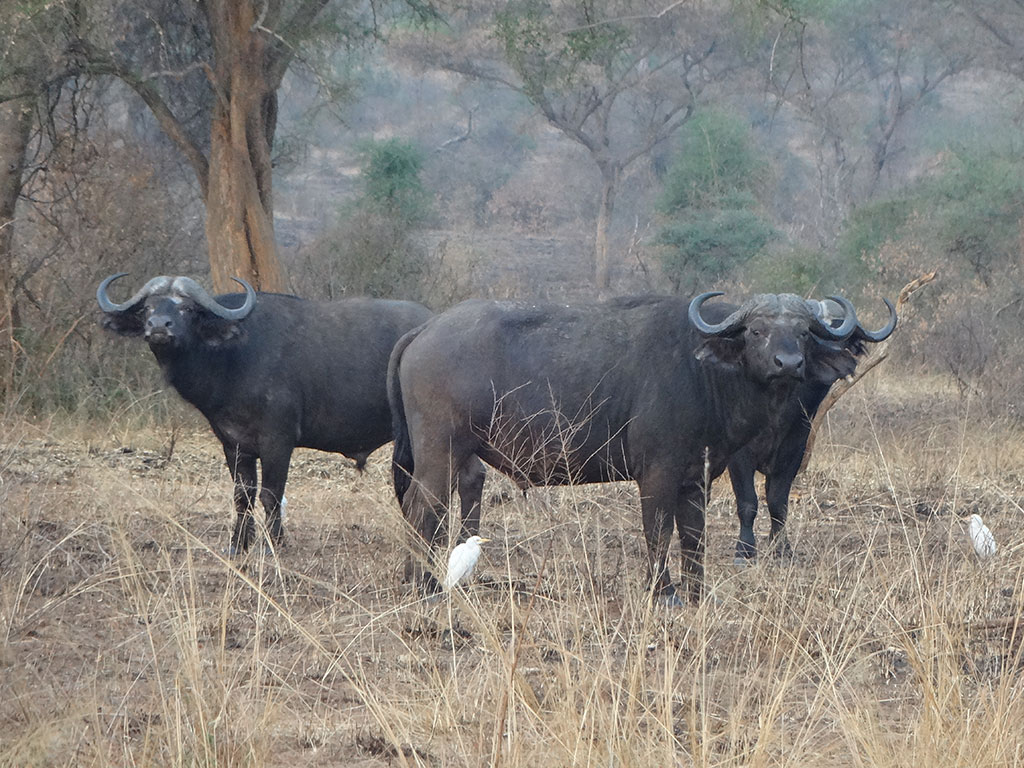 18-Day Primate trekking, Wildlife, and Adventure Safari Uganda gallery image