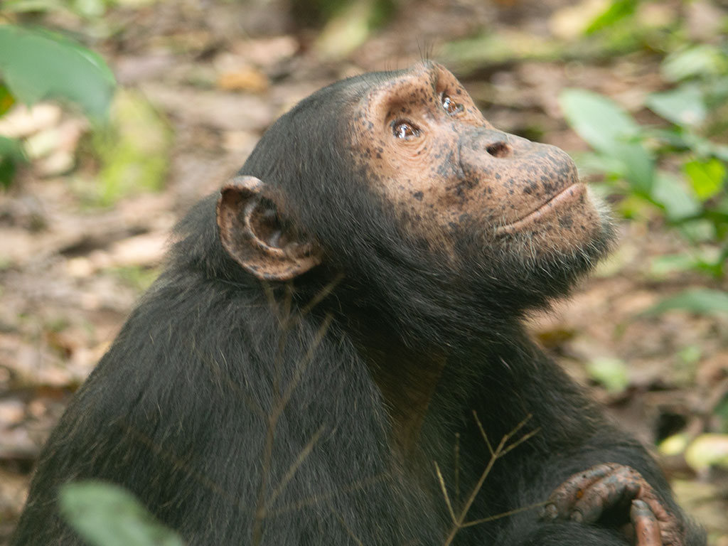 18-Day Primate trekking, Wildlife, and Adventure Safari Uganda gallery image