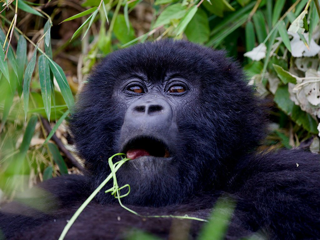 Primate trekking, Wildlife, and Adventure Safari Uganda safari tour