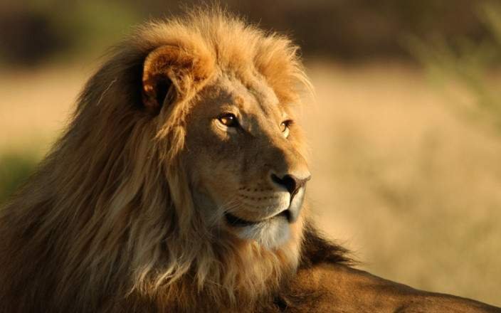 Pure Safari Elegance safari tour