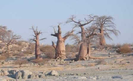 Bush Rover Safaris
