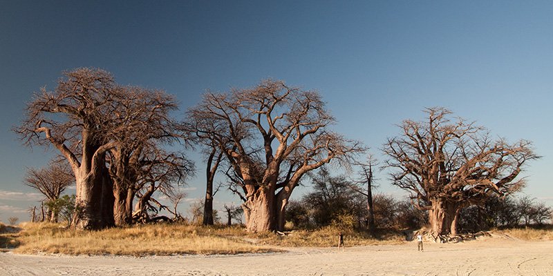Bush Rover Safaris