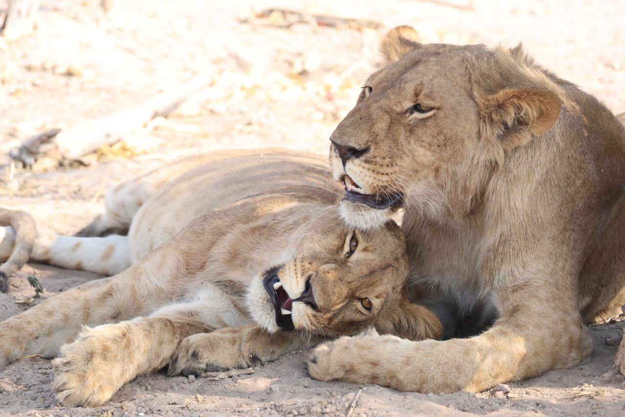 Bush Rover Safaris