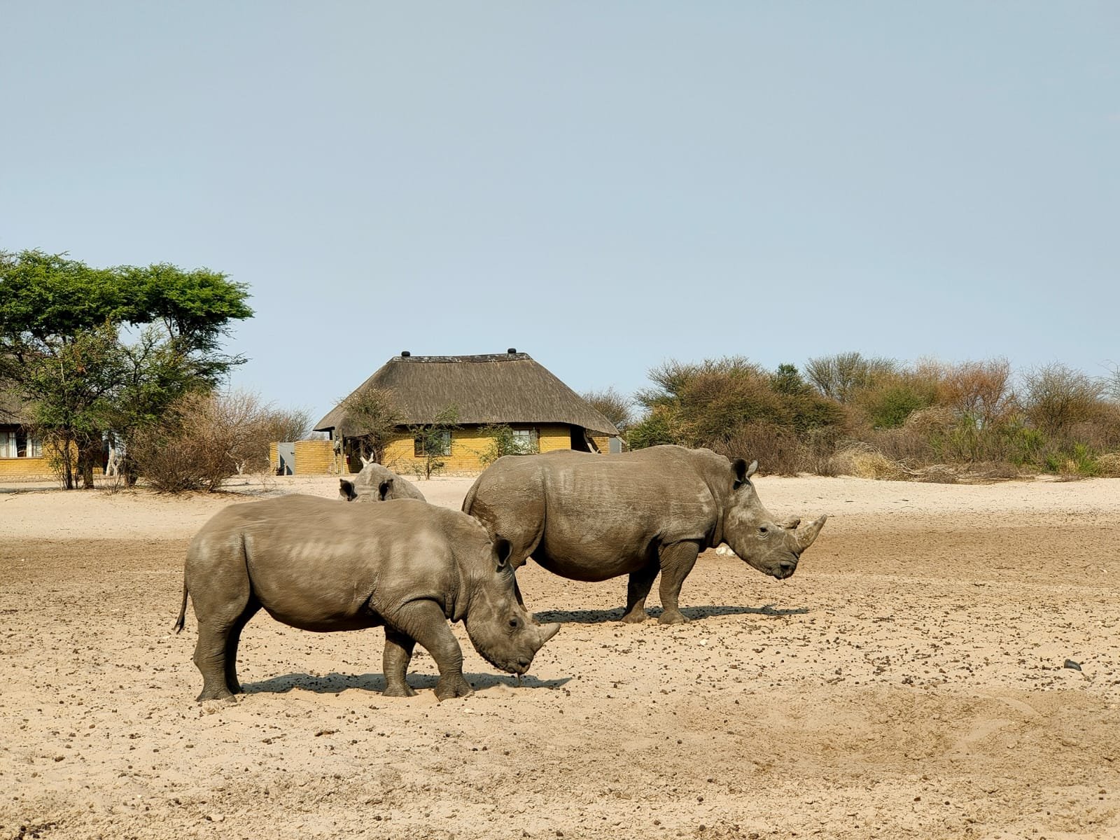 Safari Vendors