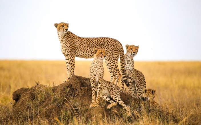 Romance in the Wild - Luxurious Valentine Safari safari tour