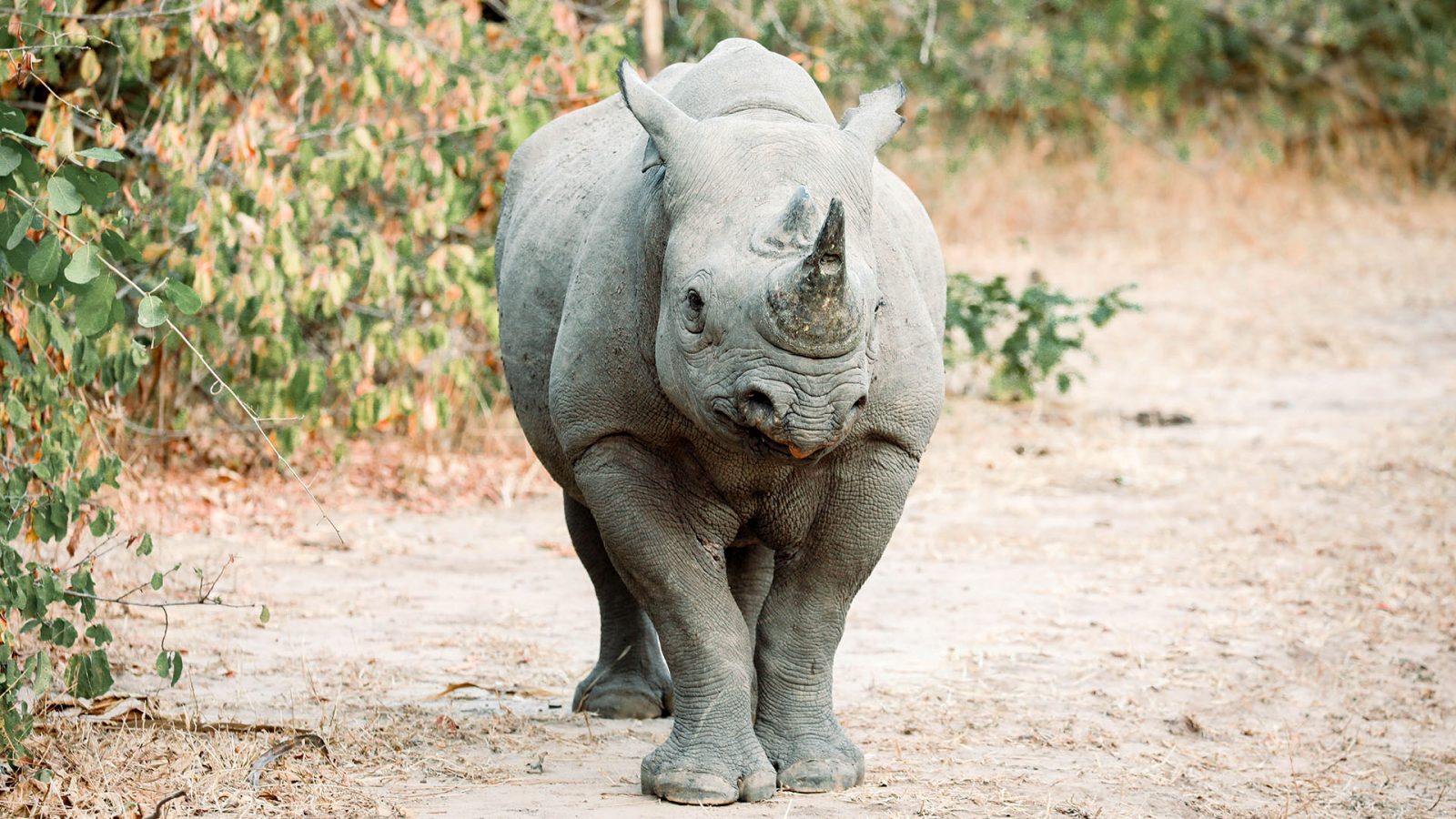 5-Day Safari & Lakeside Escape: Malawi Adventure gallery image