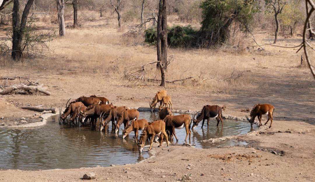 5-Day Safari & Lakeside Escape: Malawi Adventure gallery image