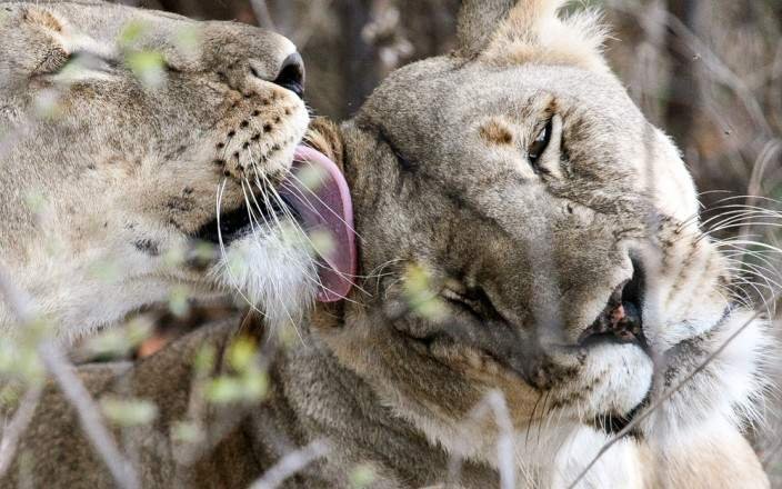 Safari Adventure Tarangire National Park with Us safari tour