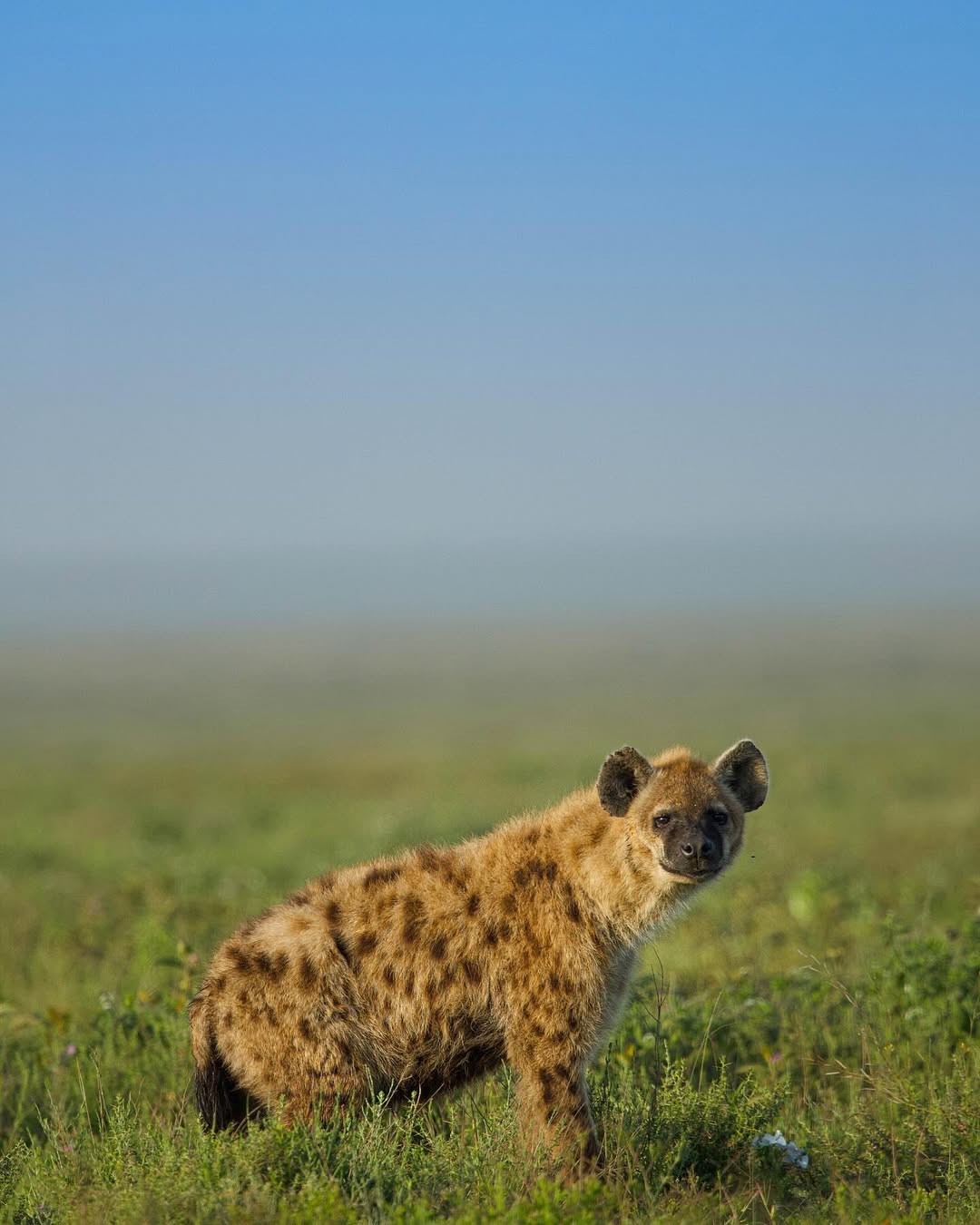 3-Day Safari dream voyage(nyerere national park) gallery image
