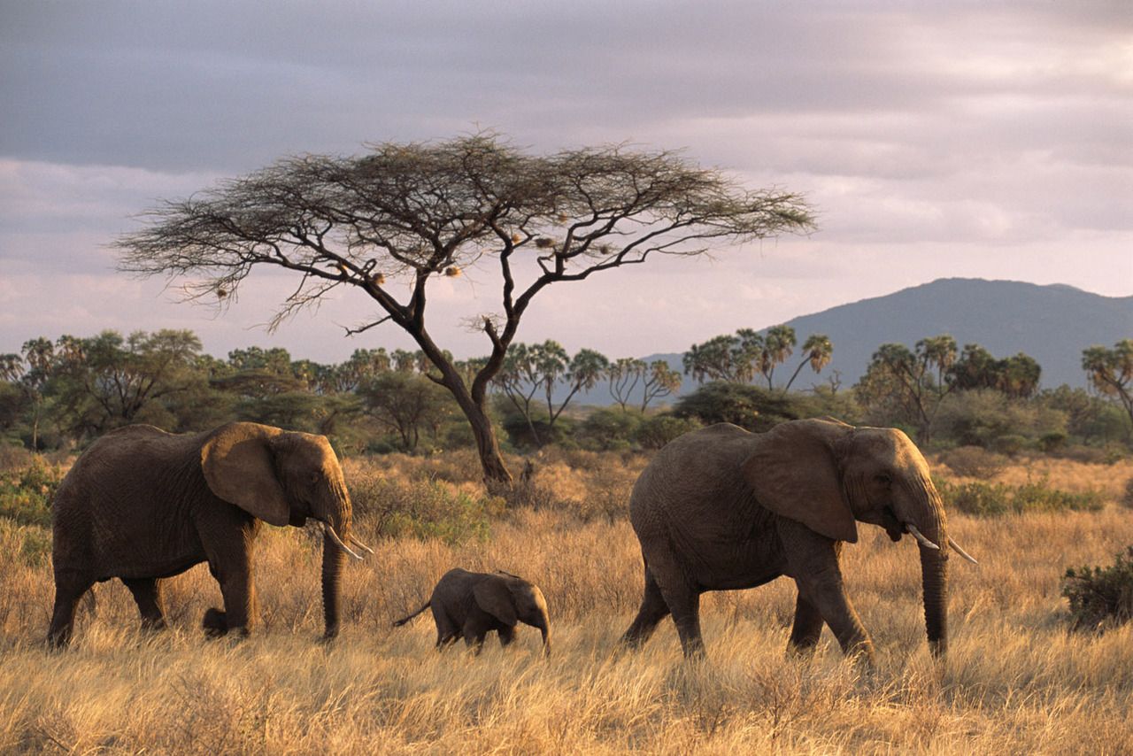 3-Day Safari dream voyage(nyerere national park) gallery image