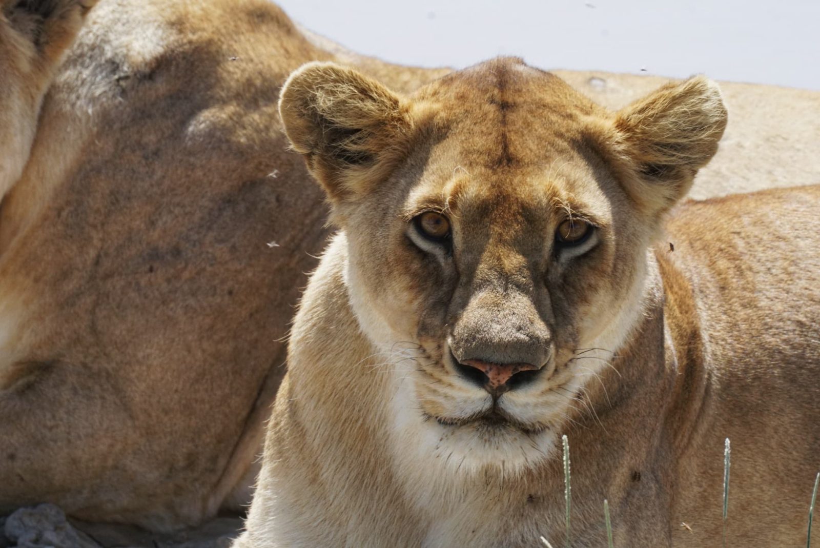 3-Day Safari from zanzibar ( Serengeti and ngorongoro) gallery image