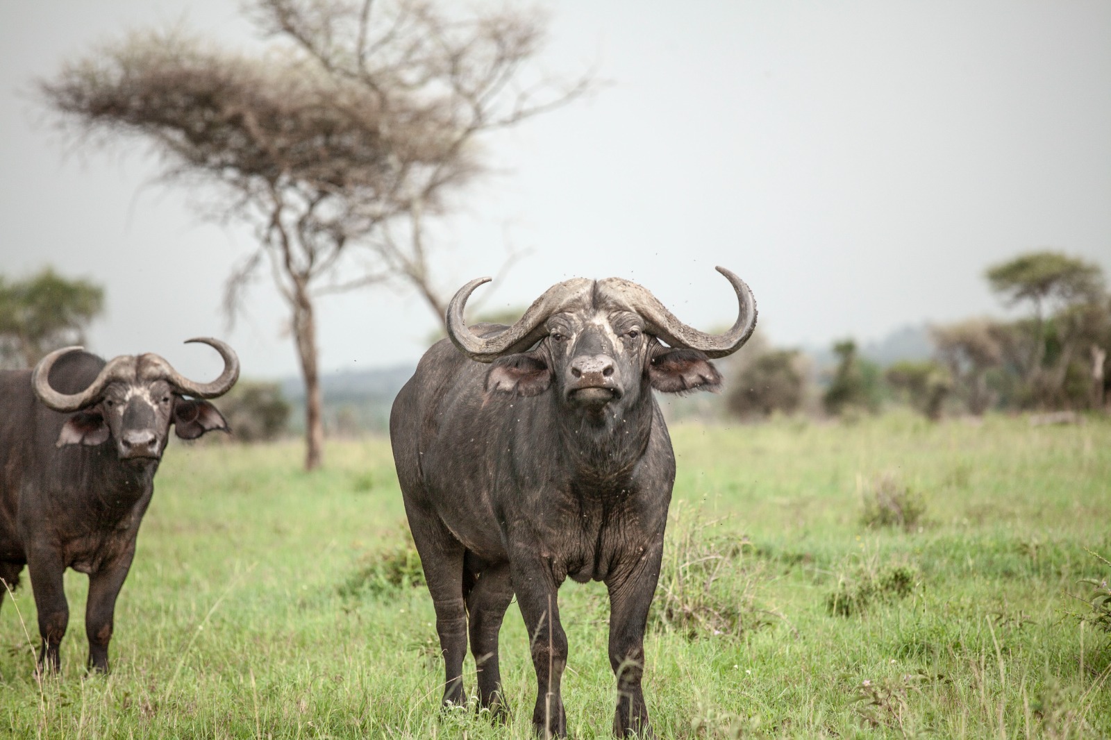 3-Day Safari from zanzibar ( Serengeti and ngorongoro) gallery image