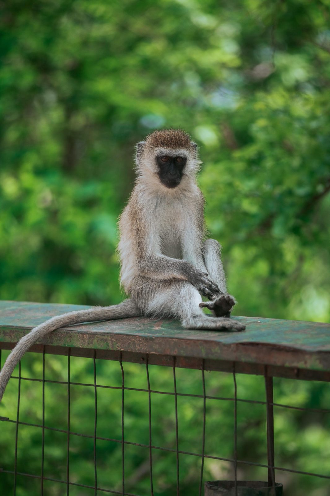 3-Day Safari from zanzibar ( Serengeti and ngorongoro) gallery image