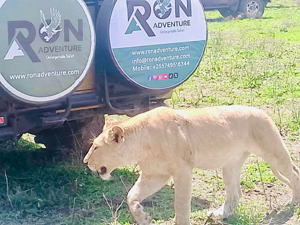 3-Day Safari from zanzibar ( Serengeti and ngorongoro)