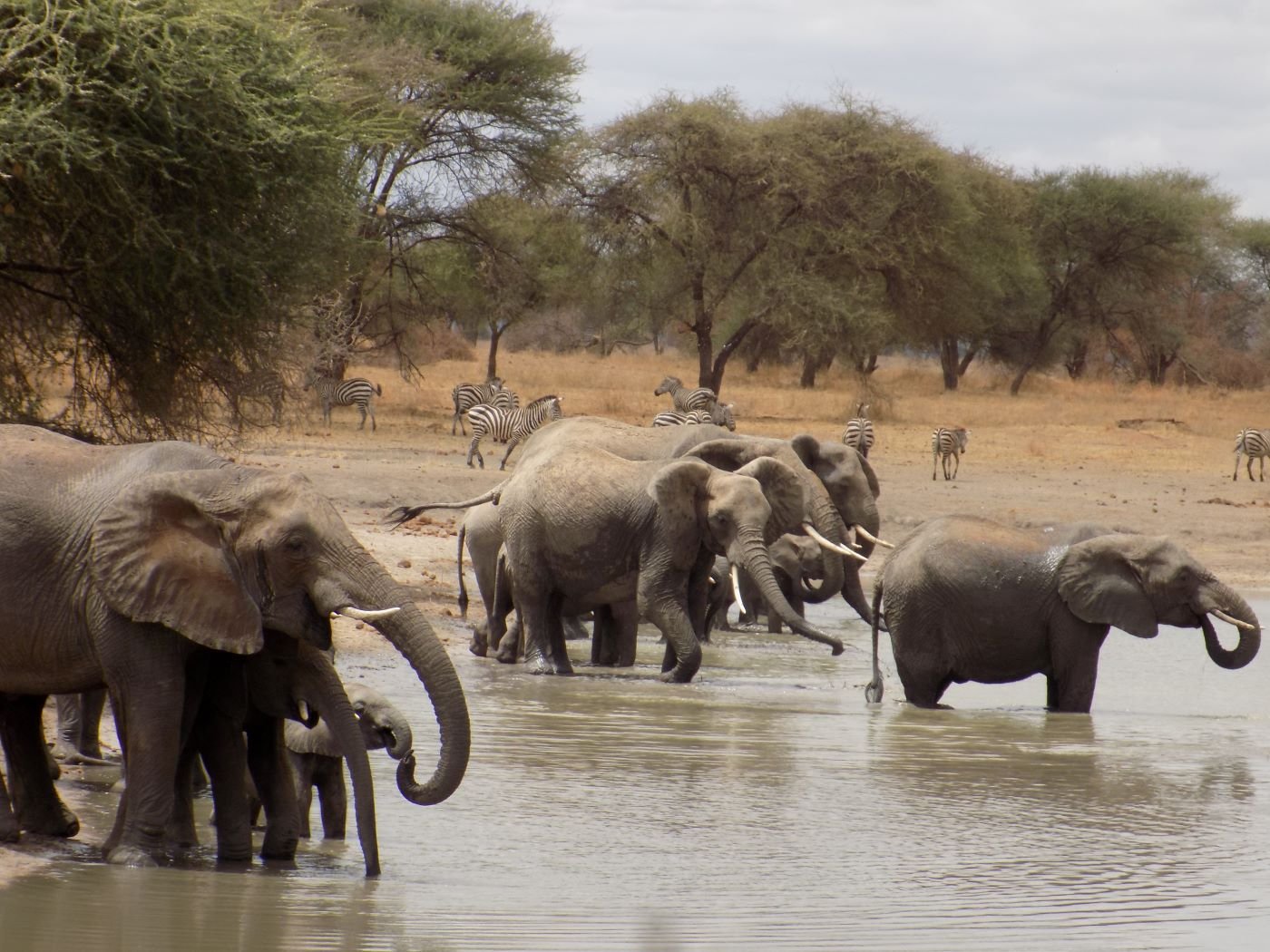Safari Vendors