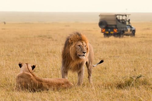 Safari Vendors