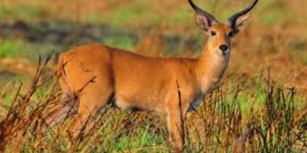 3-Day Senkelle Sanctuary, Maze National Park & Abijatta–Shall gallery image