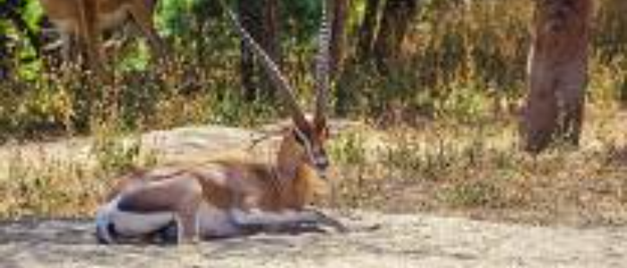 3-Day Senkelle Sanctuary, Maze National Park & Abijatta–Shall