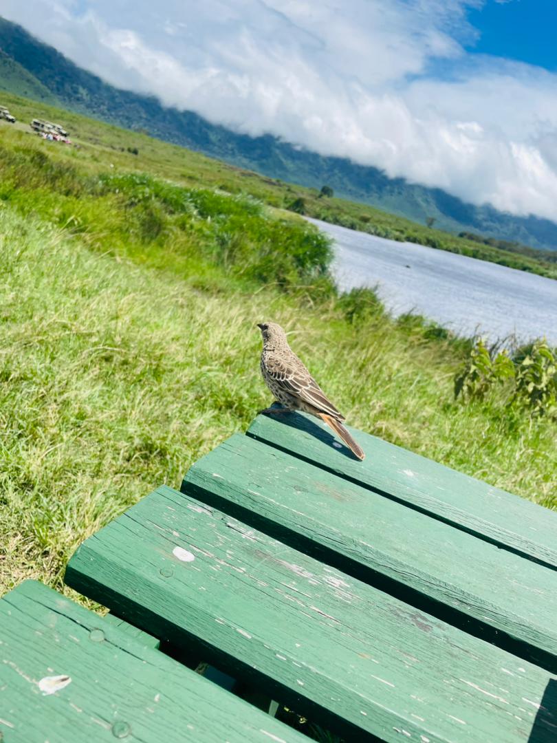 3-Day Serengeti and Ngorongoro Camping Fly-in Safari gallery image