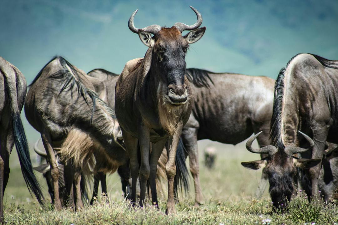 3-Day Serengeti and Ngorongoro Camping Fly-in Safari gallery image