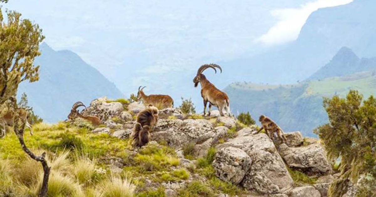 3-Day Simien Mountain Trekking Tours gallery image