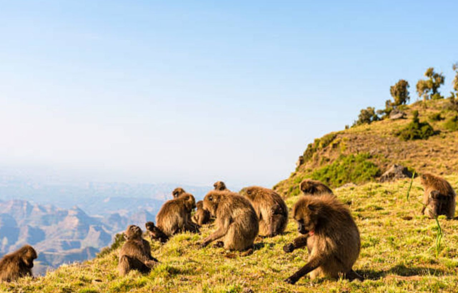 4-Day Simien Mountain Trekking and Wildlife Spotting gallery image