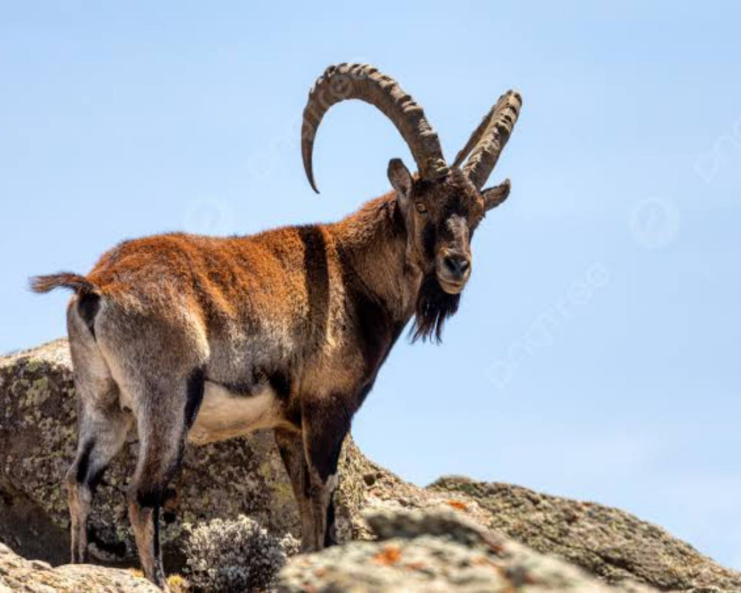 4-Day Simien Mountain Trekking and Wildlife Spotting gallery image