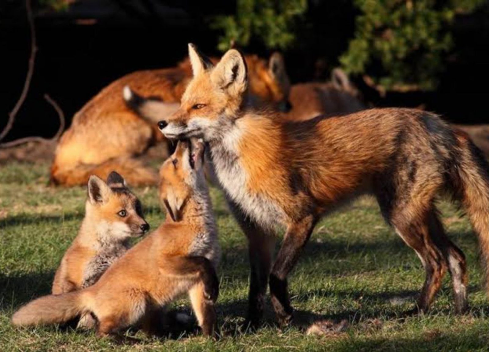 4-Day Simien Mountain Trekking and Wildlife Spotting gallery image
