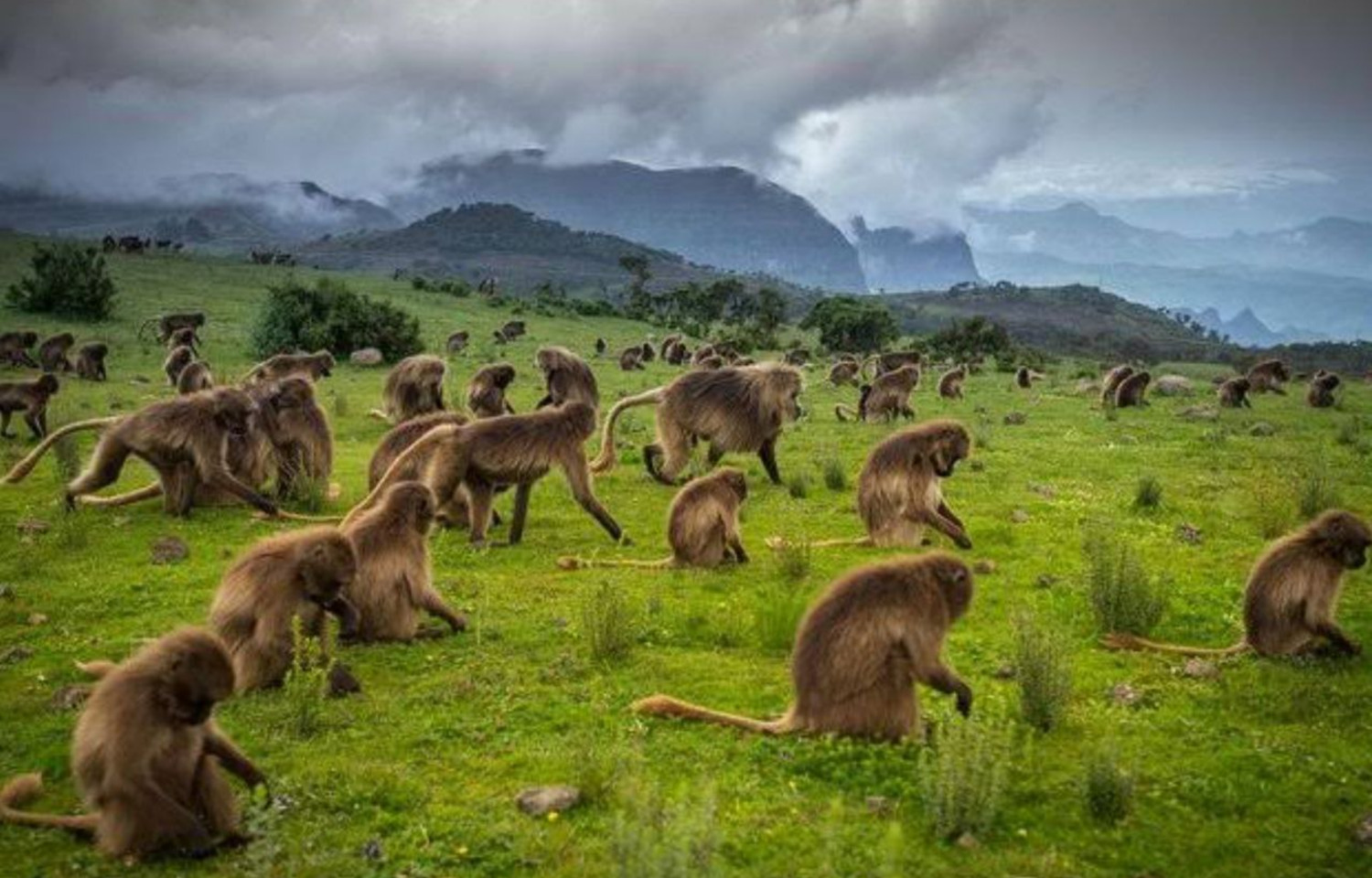 4-Day Simien Mountain Trekking and Wildlife Spotting