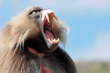4-Day Simien Trekking Tour: 4 Days Mountain Adventure gallery image