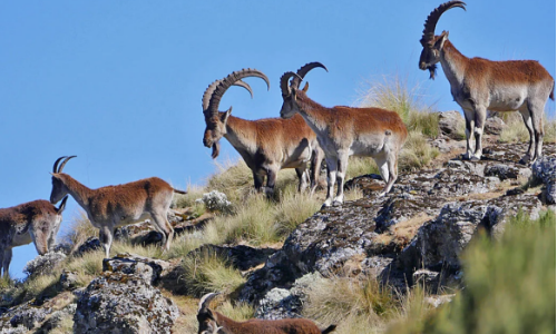 4-Day Simien Trekking Tour: 4 Days Mountain Adventure gallery image