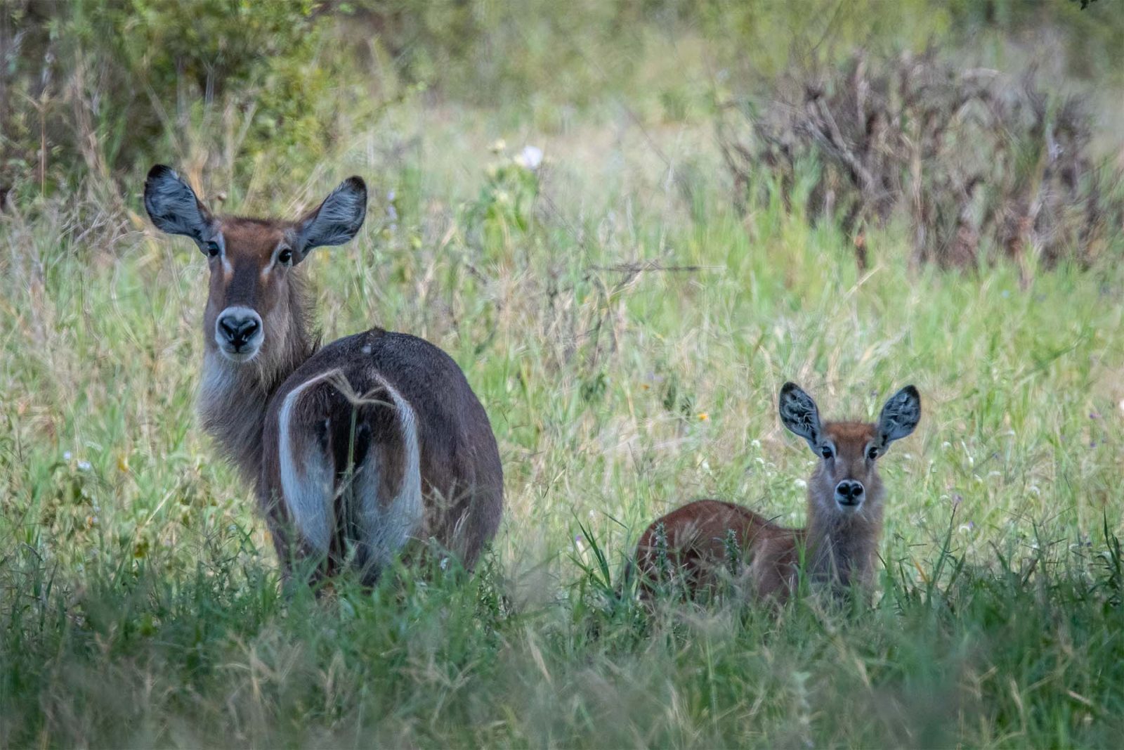 10-Day Southern Safari + Night Game Drive gallery image