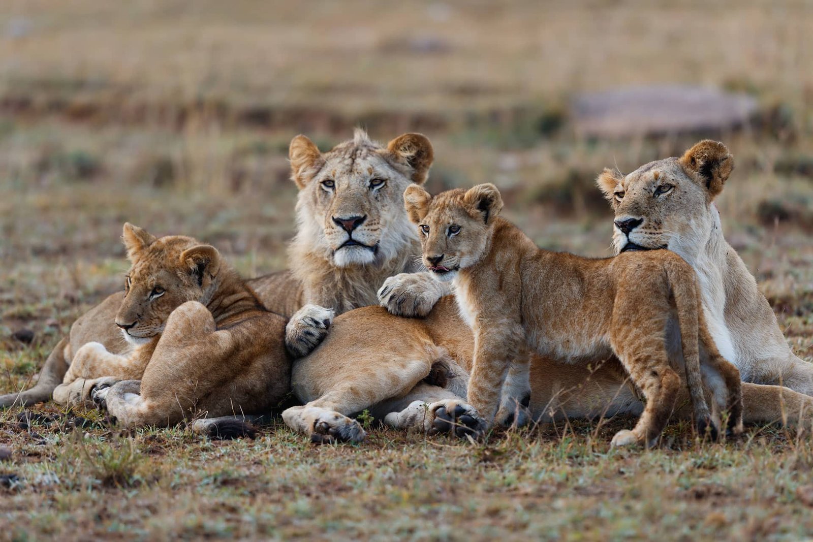 Lui Tours And Safaris