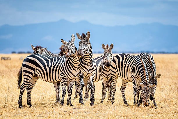 Lui Tours And Safaris