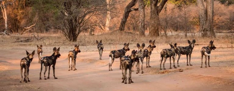 Lui Tours And Safaris