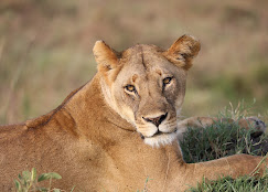 12-Day TANZANIA SAFARI & BEACH LUXURY SAFARI gallery image