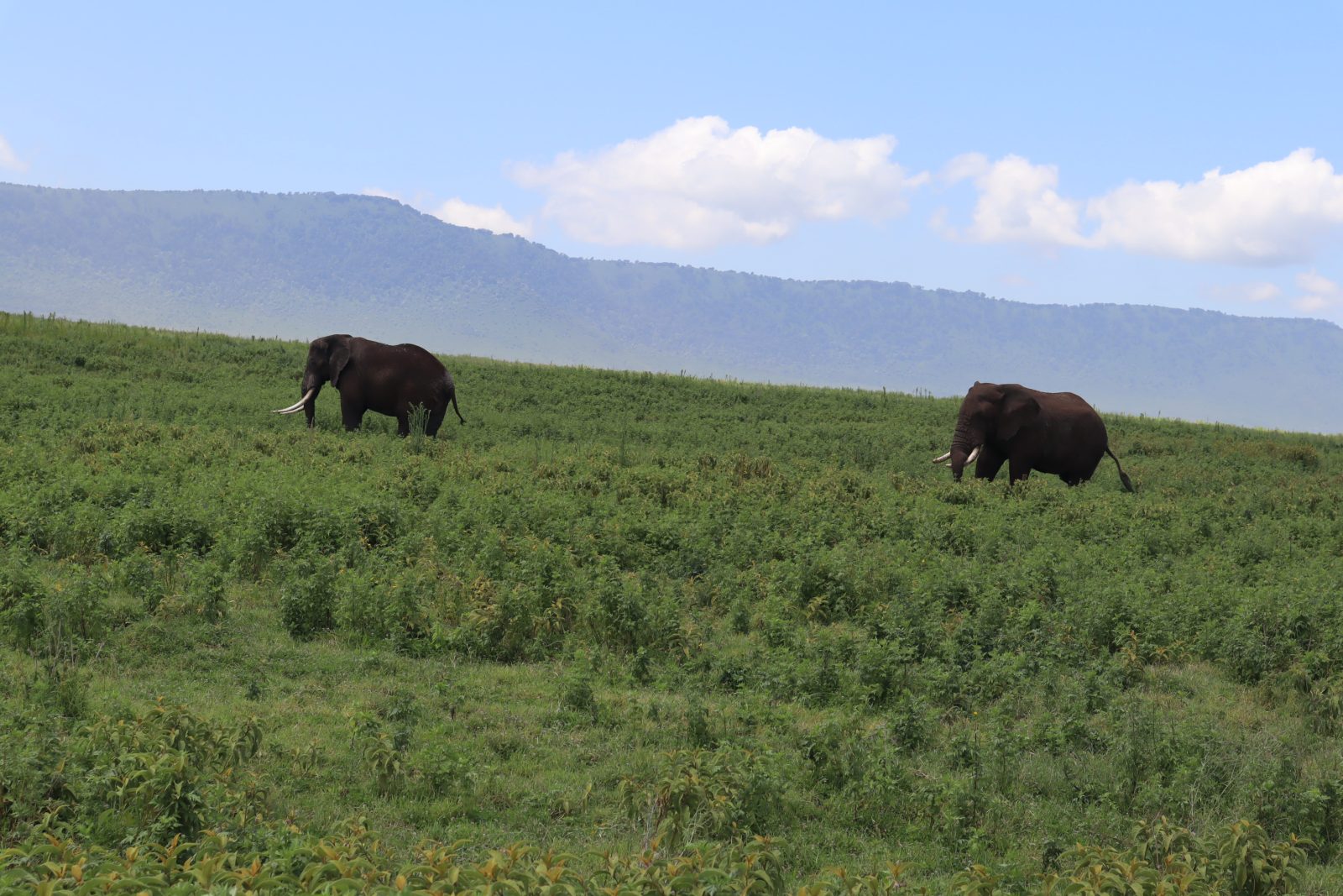 2-Day Tarangire & Ngorongoro Crater Safari gallery image