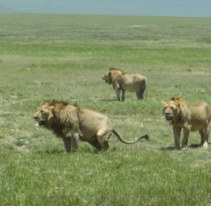 2-Day Tarangire & Ngorongoro Crater Safari gallery image