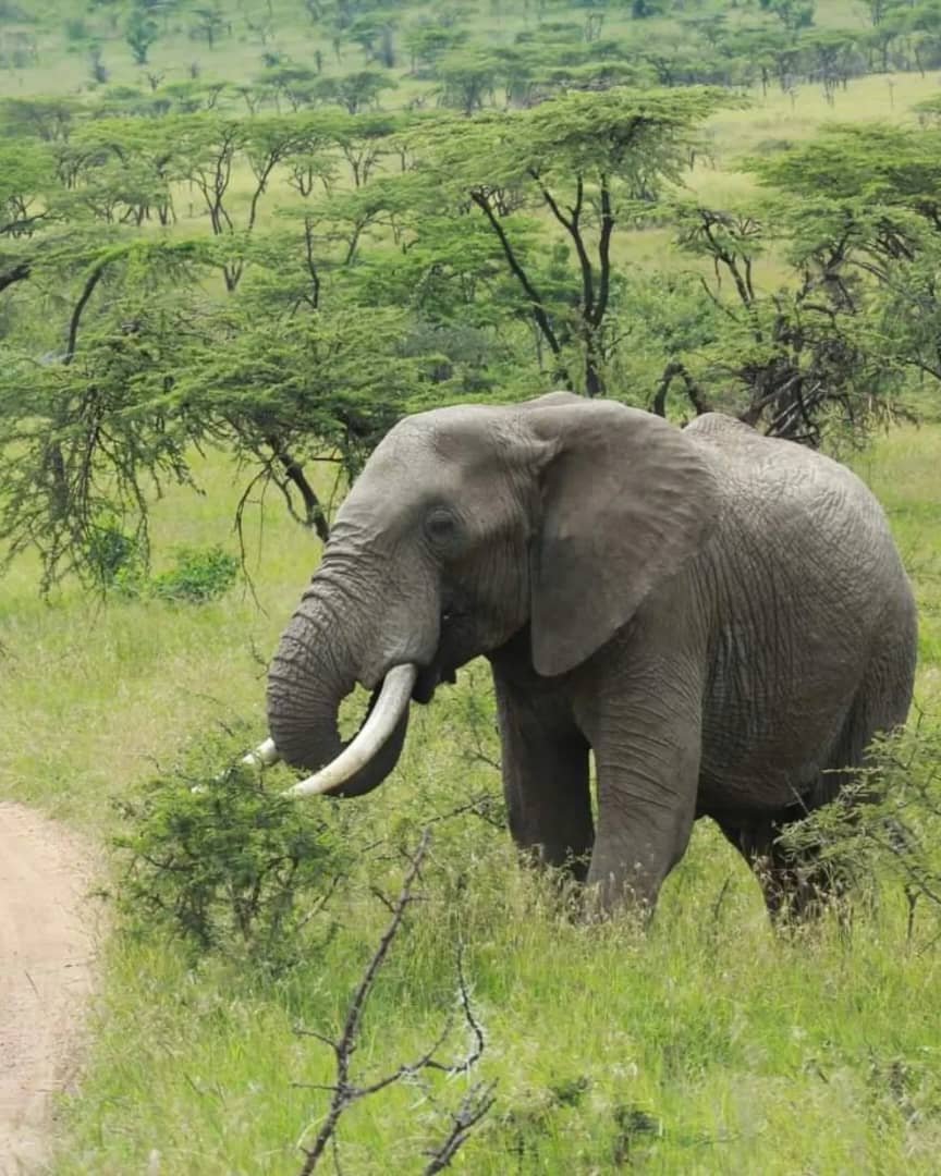 Rafiki Tembo Tours And Safaris