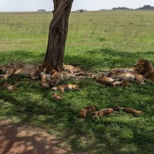 Rafiki Tembo Tours And Safaris