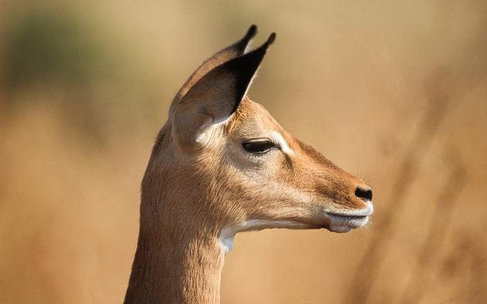 Tanzania Affordable Safari Budget safari tour