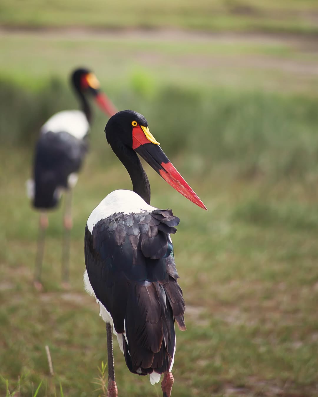 4-Day Tanzania Go Adventure & Hotspring visit(Nyerere NP) gallery image