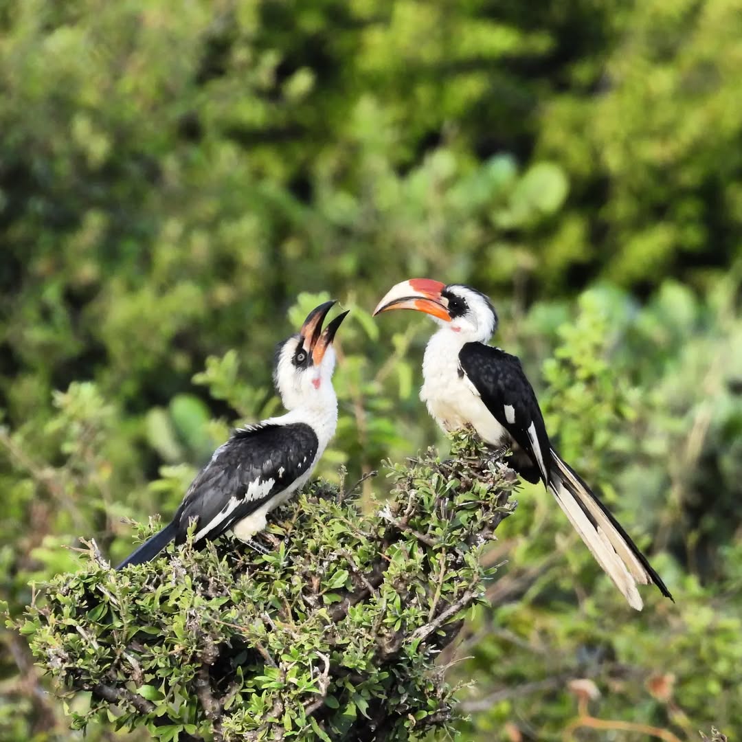 4-Day Tanzania Go Adventure & Hotspring visit(Nyerere NP) gallery image