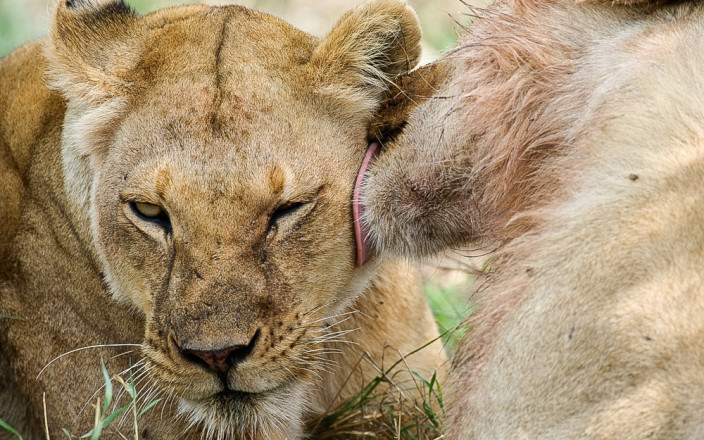 8-Day Tanzania Ultimate Safari Experience to Zanzibar Escape. gallery image