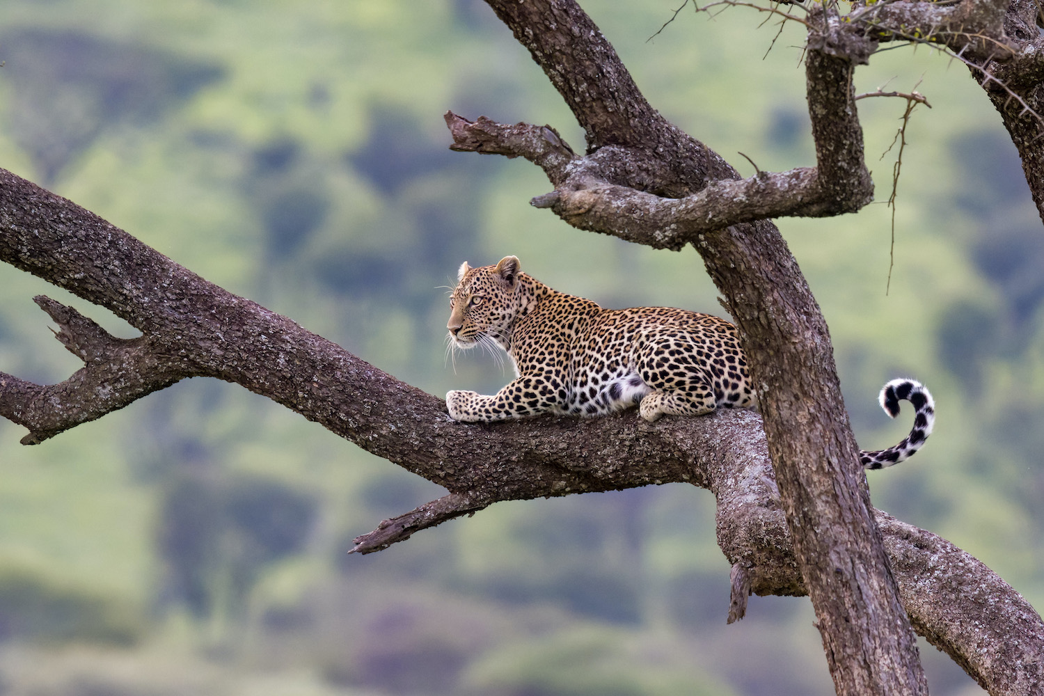 4-Day The Short of Tanzania Safari (Come, Watch & Go) gallery image