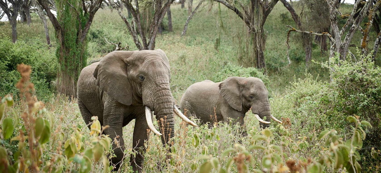 4-Day The Short of Tanzania Safari (Come, Watch & Go) gallery image