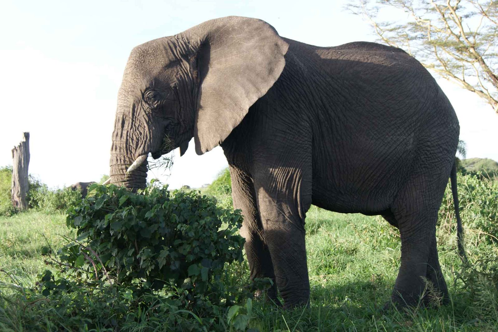 4-Day The Short of Tanzania Safari (Come, Watch & Go) gallery image
