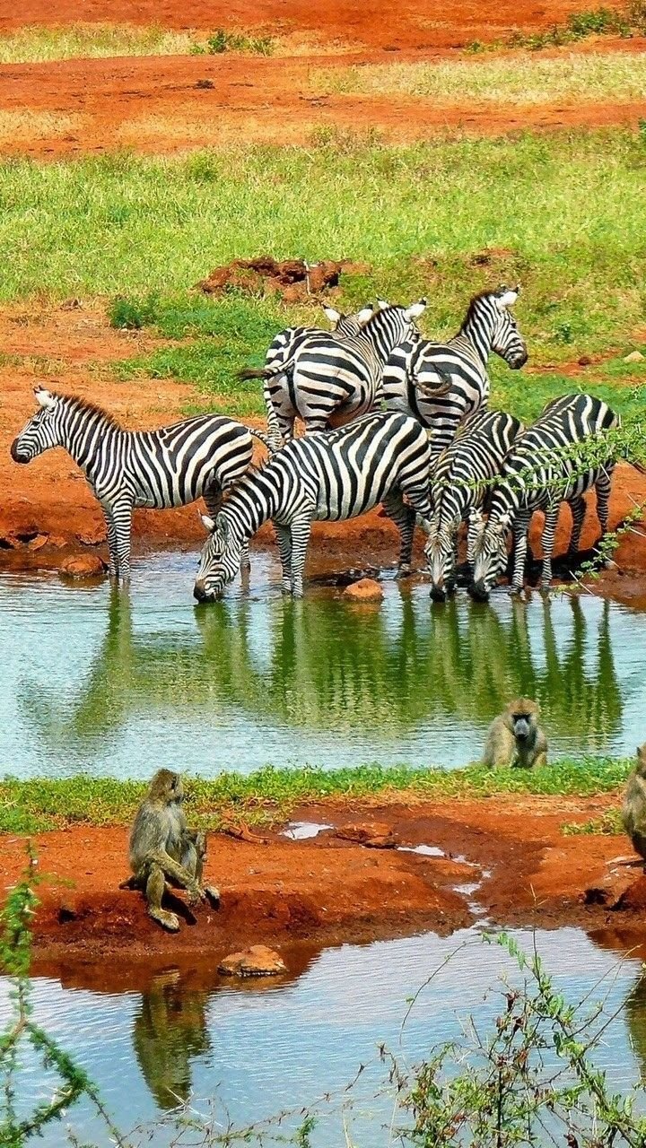 Safari Vendors