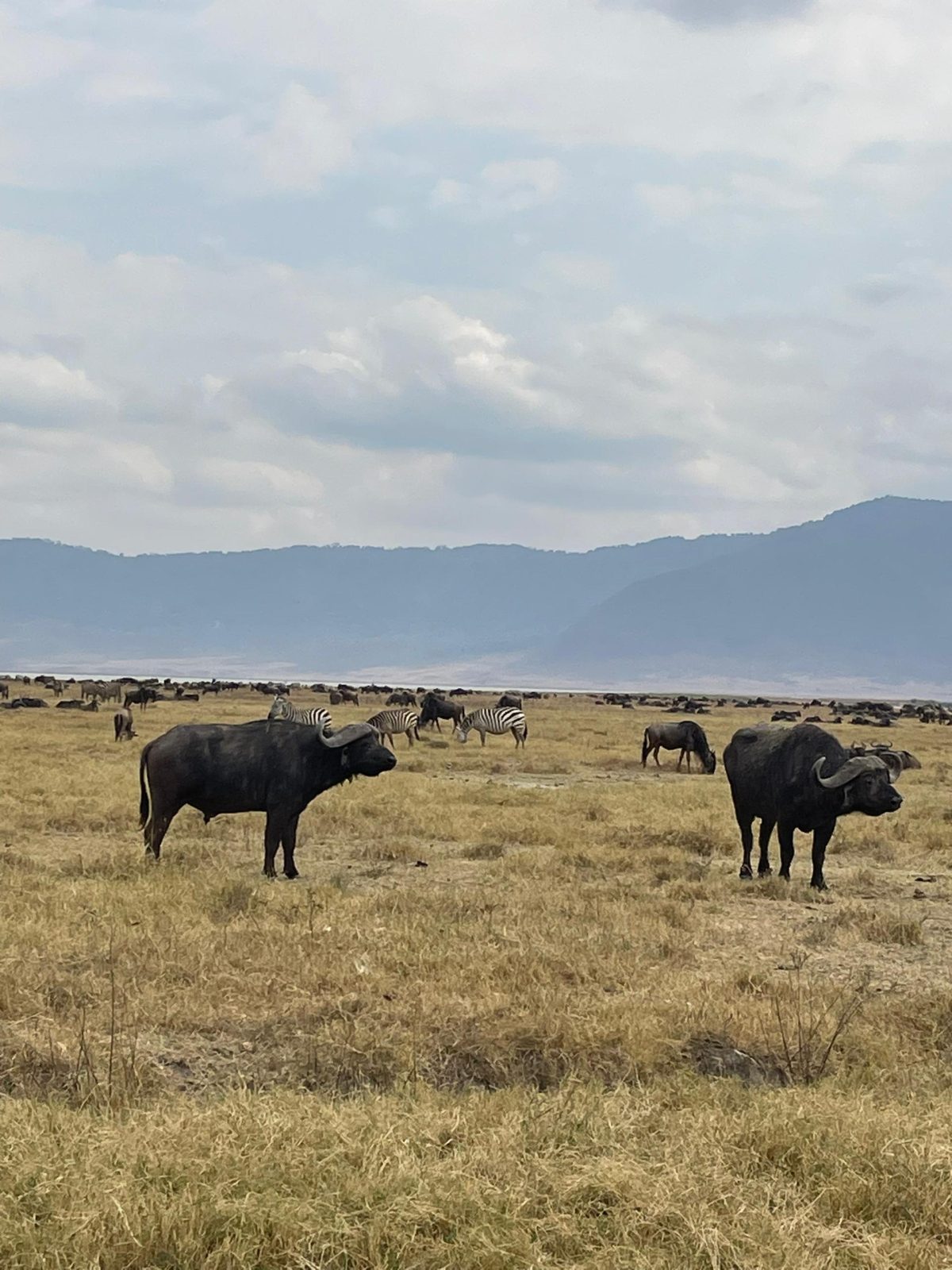 4-Day Tour Tarangire, Serengeti and Ngorongoro Crater gallery image